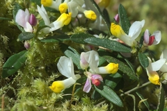 Polygaloides chamaebuxus