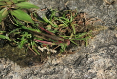 Aiolopus thalassinus tamulus