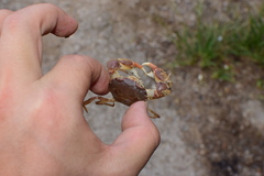 Eucrate crenata