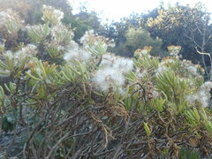 Senecio barbertonicus