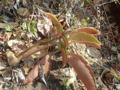 Kalanchoe sexangularis