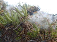 Senecio barbertonicus