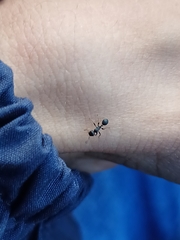 Procryptocerus