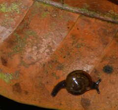 Ovachlamys fulgens