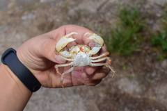 Eucrate crenata