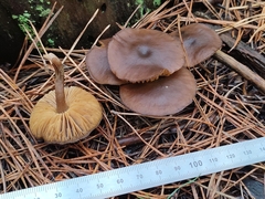 Entoloma vernum