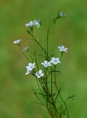 Saltugilia australis