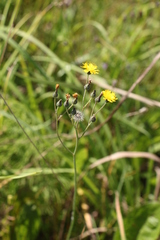 Pilosella lydiae