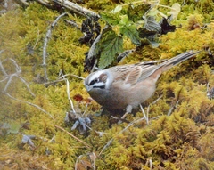 Emberiza cioides