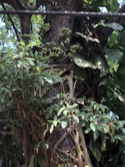 Ficus racemosa