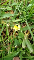 Oxalis