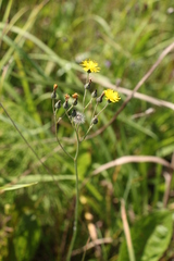 Pilosella lydiae