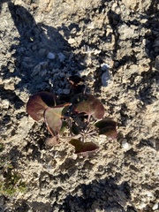 Eriogonum gypsophilum
