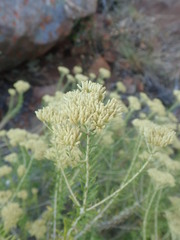 Helichrysum kraussii