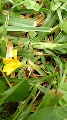 Oxalis