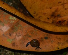 Ovachlamys fulgens