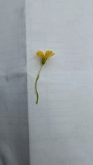 Oxalis