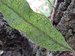 Microgramma squamulosa