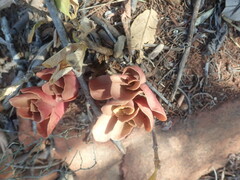 Kalanchoe sexangularis