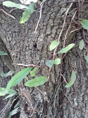 Microgramma squamulosa