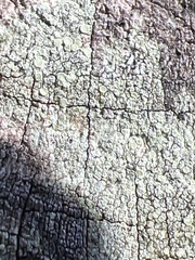 Lecanora strobilina