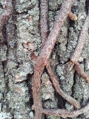 Microgramma squamulosa