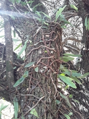 Microgramma squamulosa