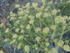 Helichrysum kraussii