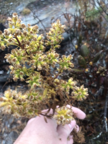 Roan Mountain Goldenrod (Solidago roanensis)