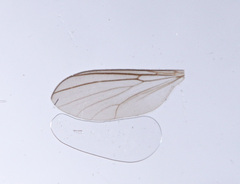 Coelophthinia thoracica