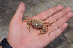 Eucrate crenata