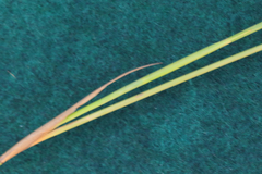 Elegia filacea
