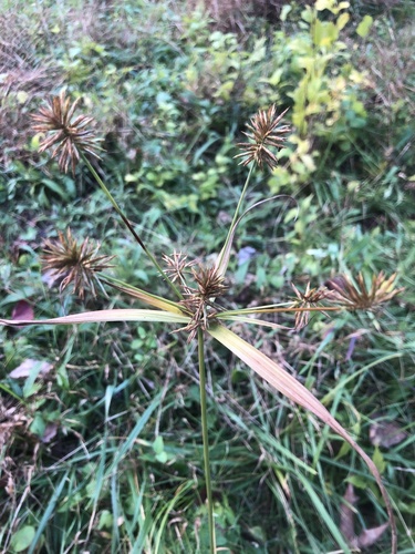 Manyflower Flatsedge (Cyperus lancastriensis)