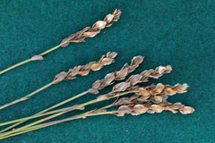 Elegia filacea