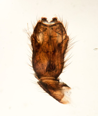 Boletina gripha