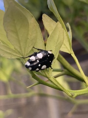 Mausoleopsis amabilis