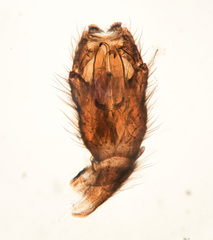 Boletina gripha