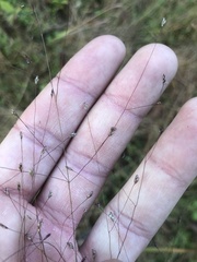 Eragrostis capillaris