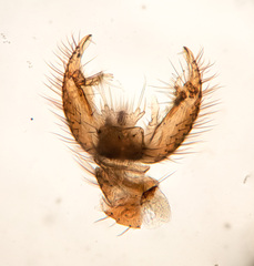 Coelophthinia thoracica