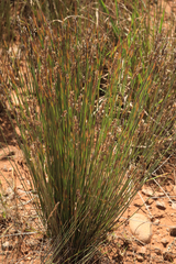 Elegia filacea
