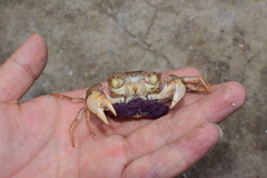 Eucrate crenata