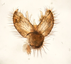 Coelophthinia thoracica
