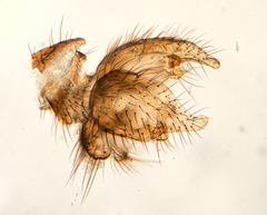 Coelophthinia thoracica