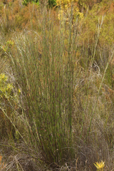 Hypodiscus aristatus