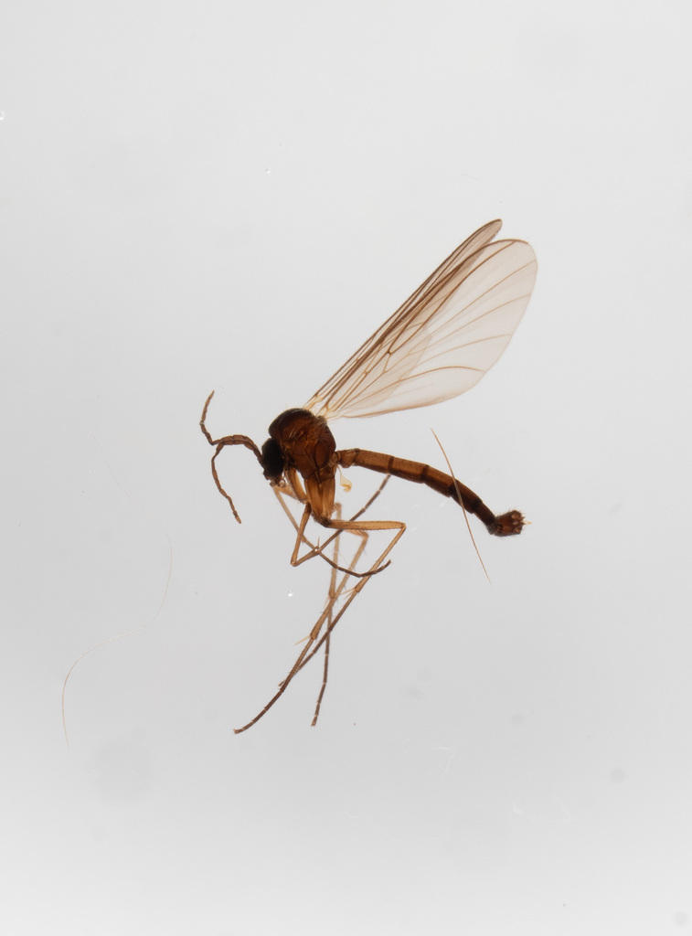 Boletina gripha