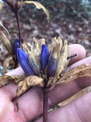 Gentiana decora