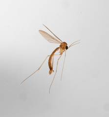 Coelophthinia thoracica