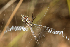 Argiope australis