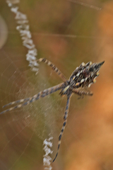 Argiope australis