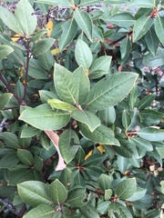 Rhododendron carolinianum